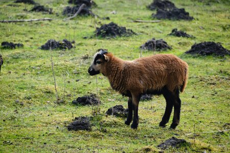 Grass lamb pasture