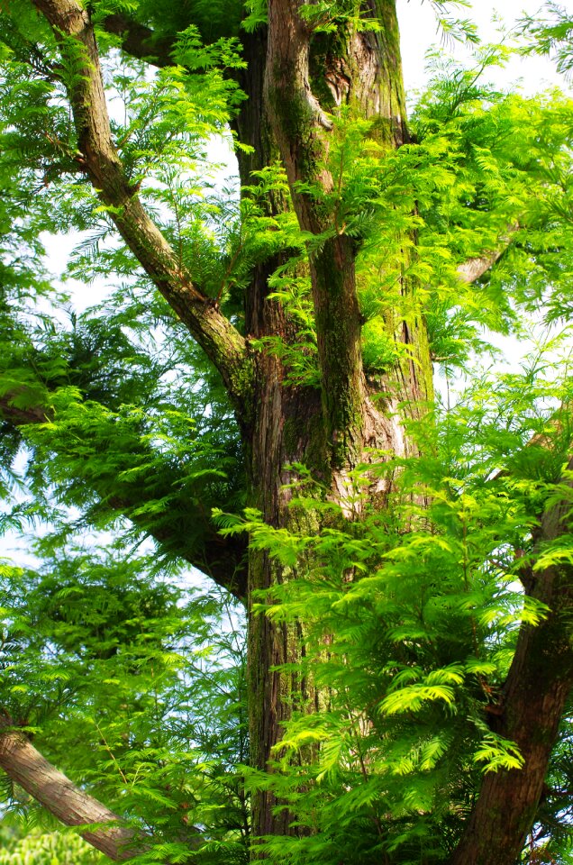 Fresh green japan leaf