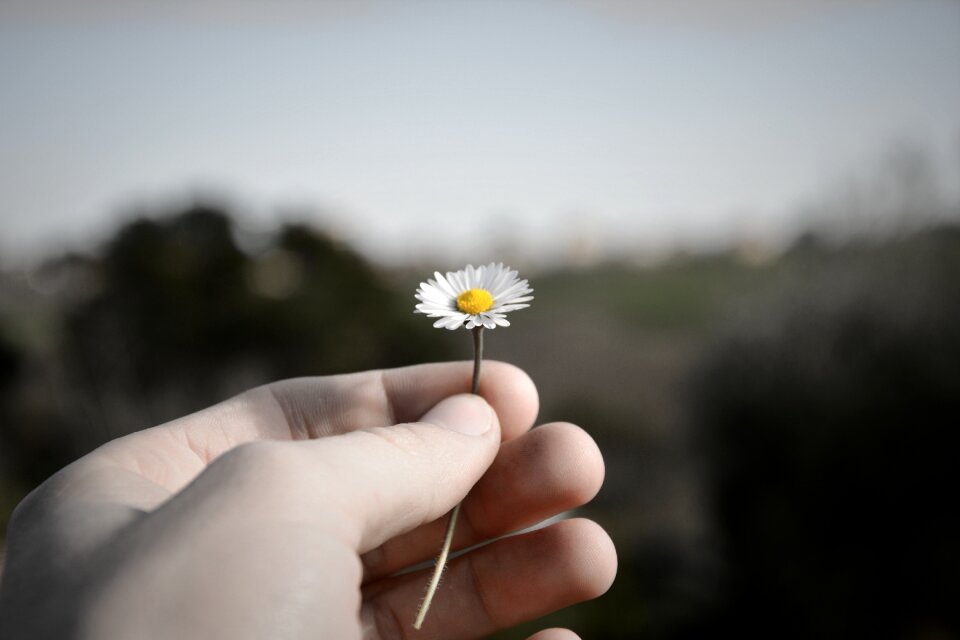 Flourished hand daisy