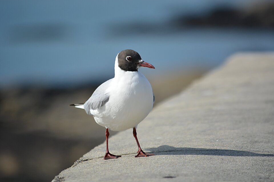 Fauna nature sea ​​bird
