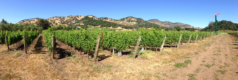 Vineyard wine valley