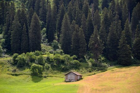 Trees mountain hill photo