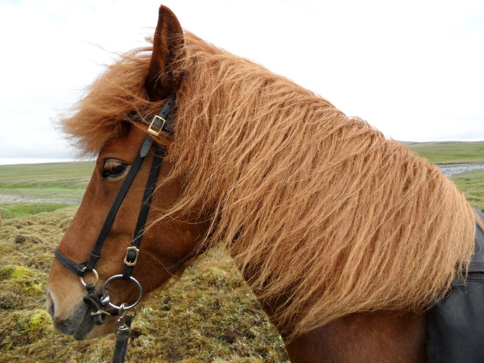 Wind highlands bridle