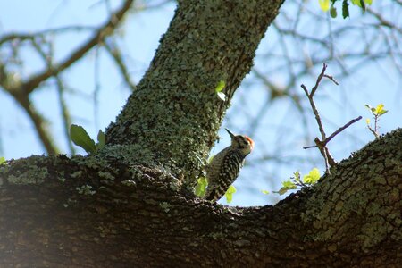 Wildlife tree woodpecker photo