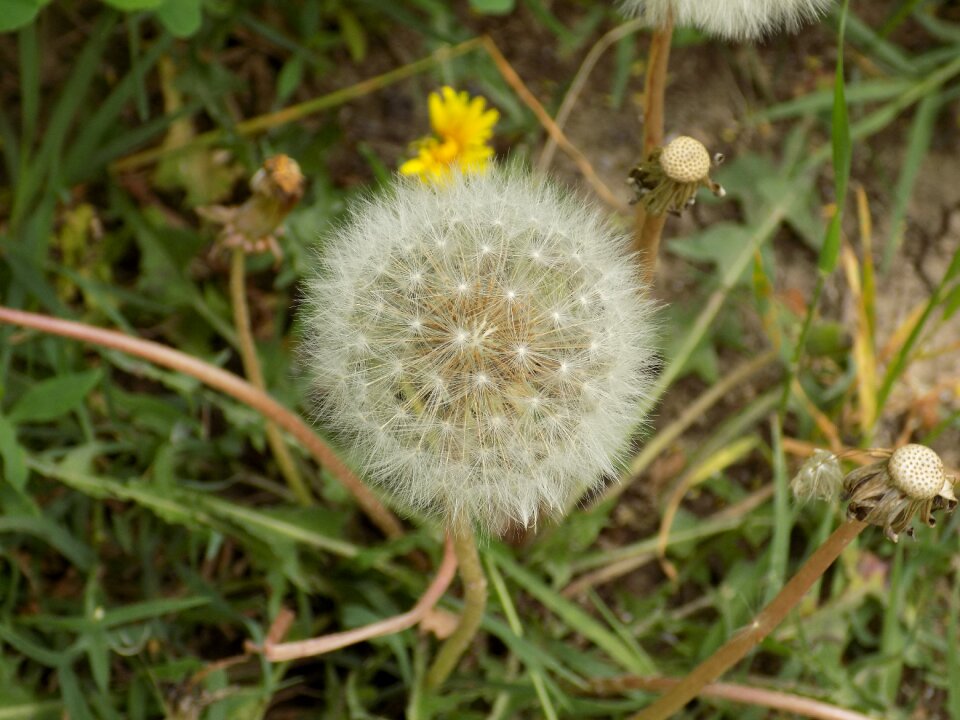 Closeup flower dispute