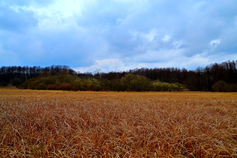 Nature landscape green