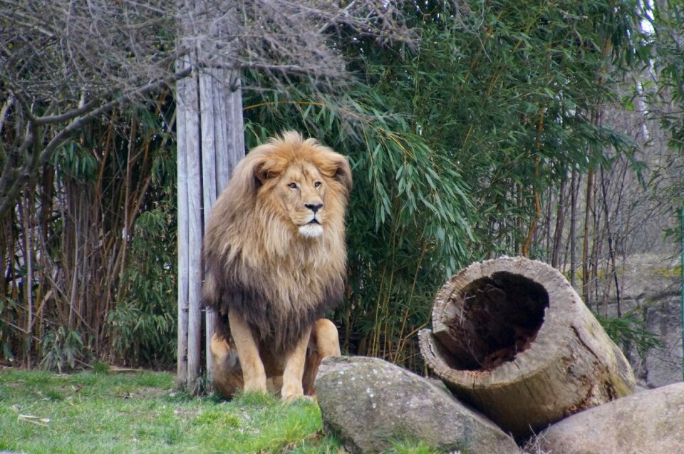 Predator big cat king