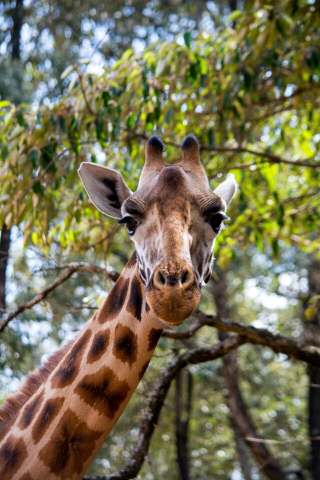 Forest africa