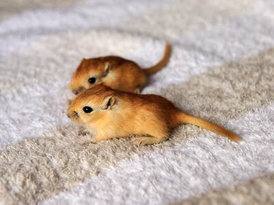 Nager cute together