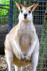 Australia kangaroo wildlife park