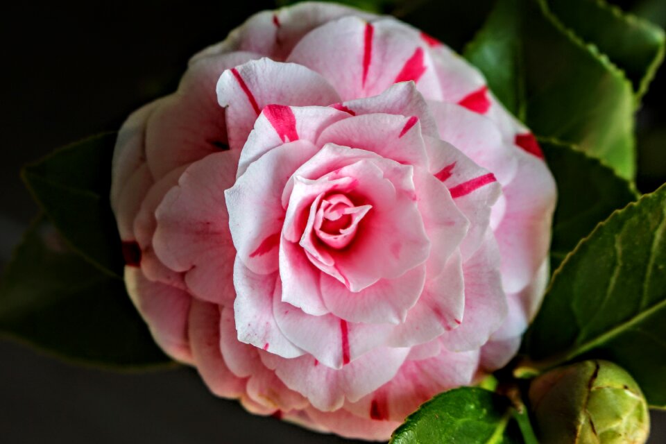 Camelia flower nature