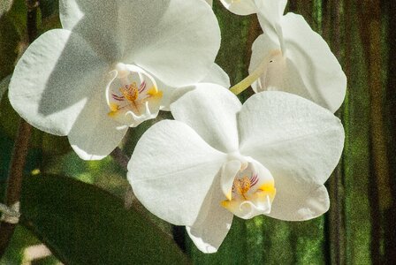Orchid white flower phanelopsis