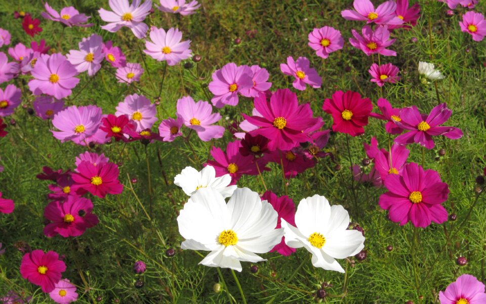 Autumn cherry pink flower garden
