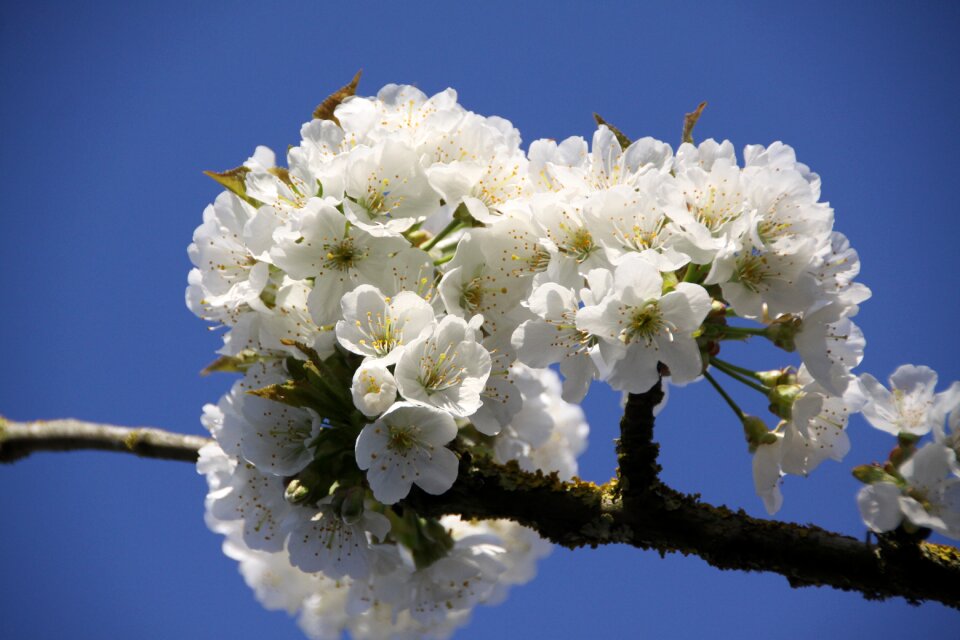 Cherry blossoms flowering spring