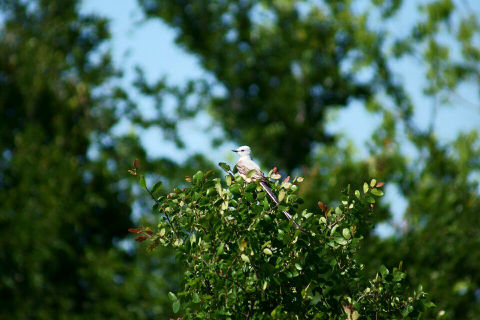 Wildlife tree scissor tailed flycatcher