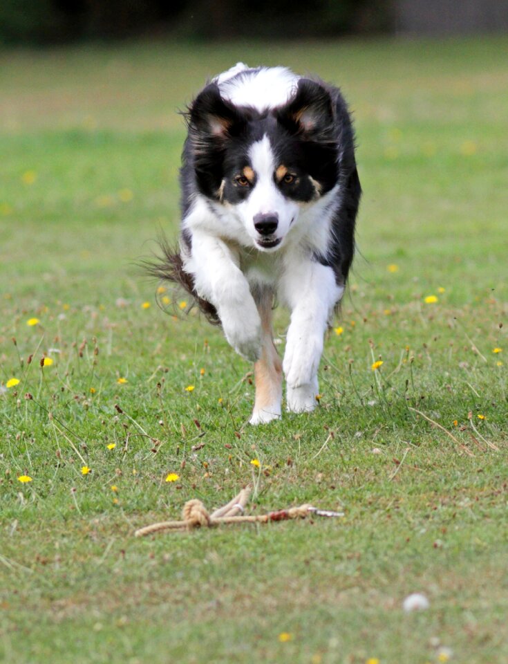 Collie curious cute