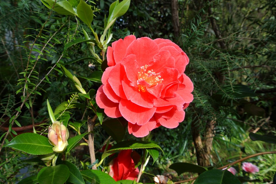 Plant park flower