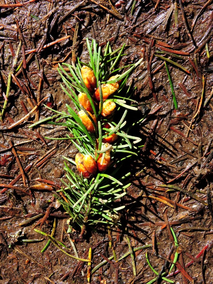 Pine nuts forest
