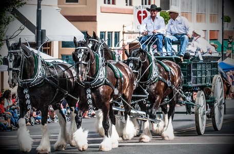 Prescott arizona cowboys