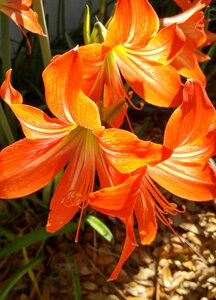 Flower blossom floral photo