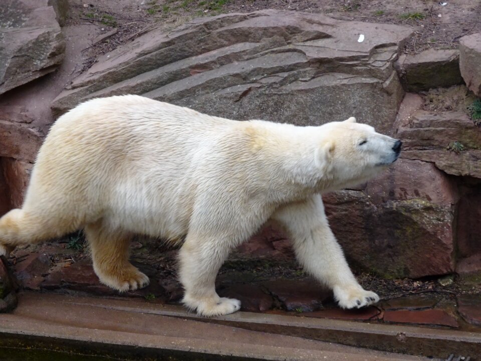 Bear white stretcher white fur