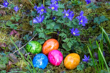 Egg easter nest spring photo