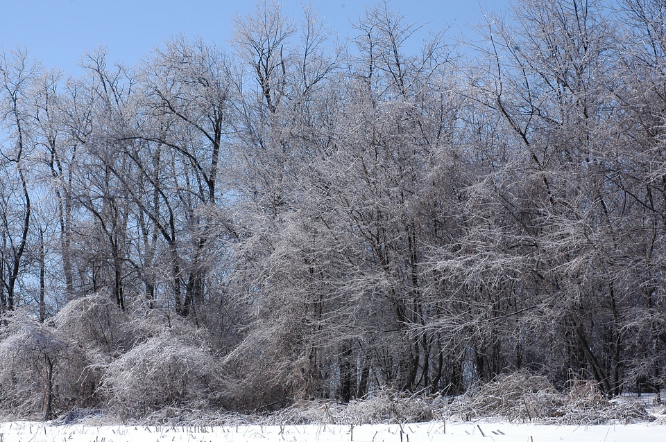 Season white cold