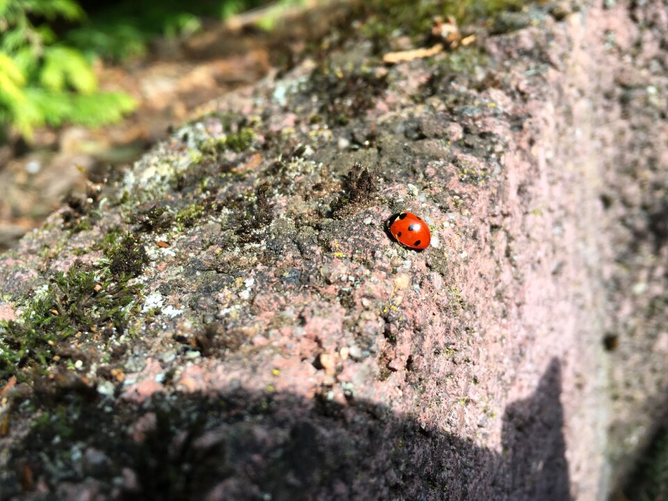 Beetle nature insect