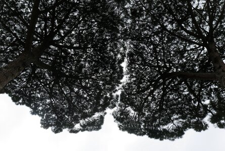 Treetops wood
