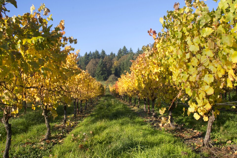 Vine harvest grapes photo