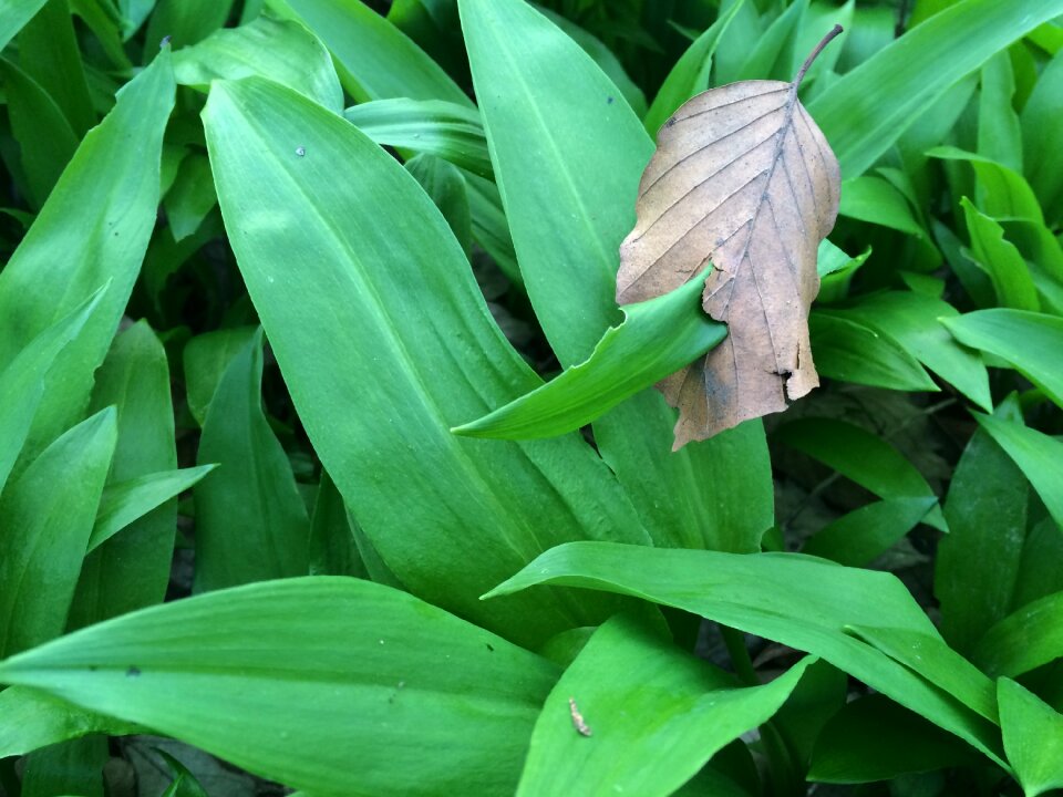 Wild vegetables young leaves grow grow