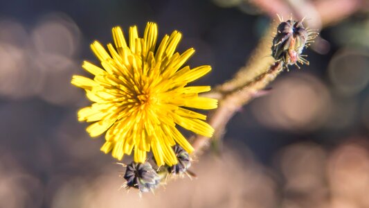 Flowers nature spring