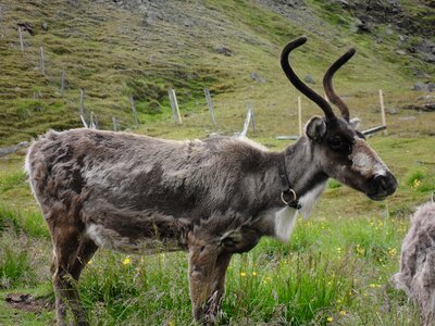 Reindeer iceland shedding