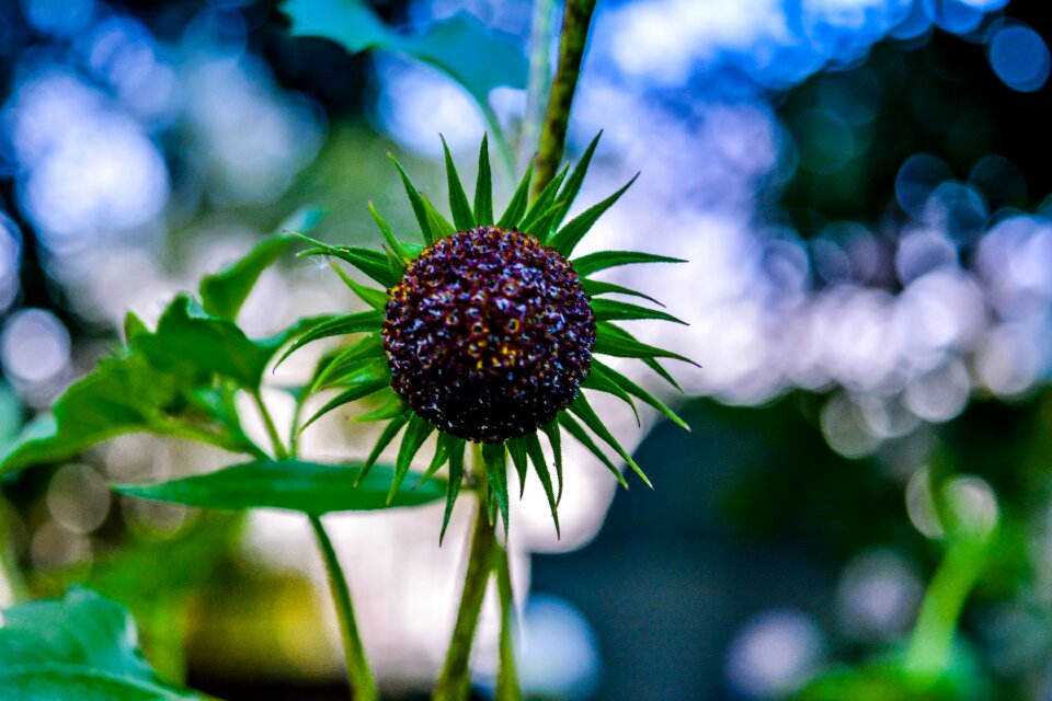 Green spring summer