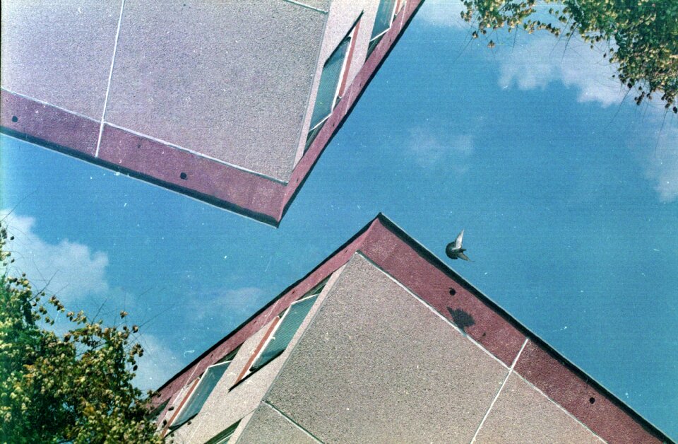 Pigeon mirrored district