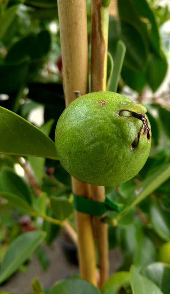 Tree nature fruit