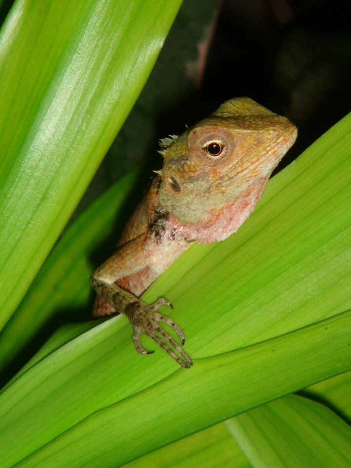 Maldives lizard reptile