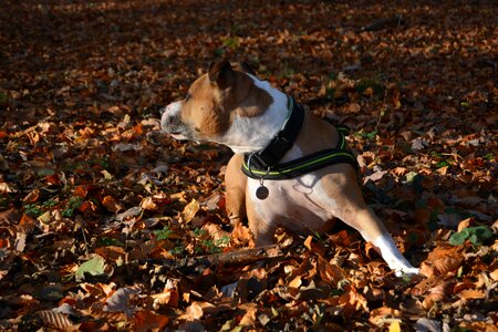 Pitbull american staffordshire terrier leaves