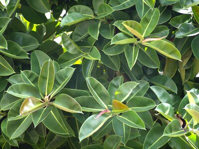 Large nature leaf photo