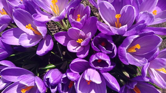 Spring garden violet