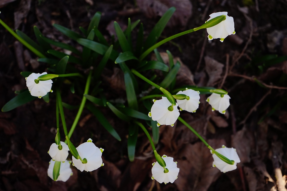 Bloom white forest