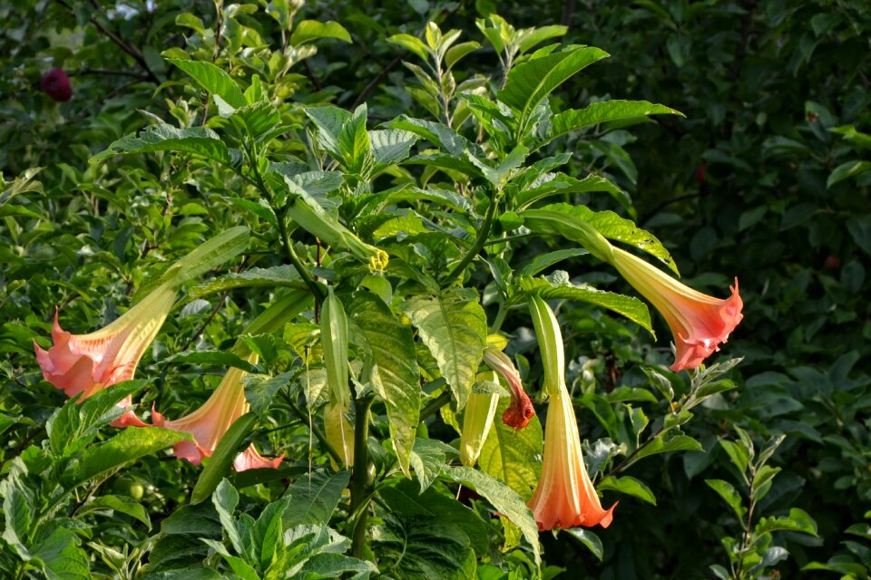 Shrub plant evening light