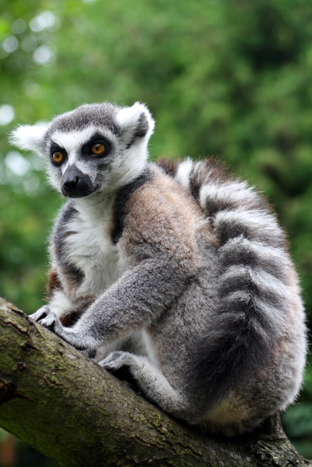 Lemur catta madagascar prosimians