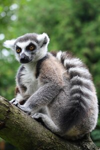 Lemur catta madagascar prosimians