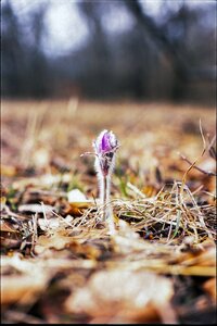 Pasqueflower spring violet