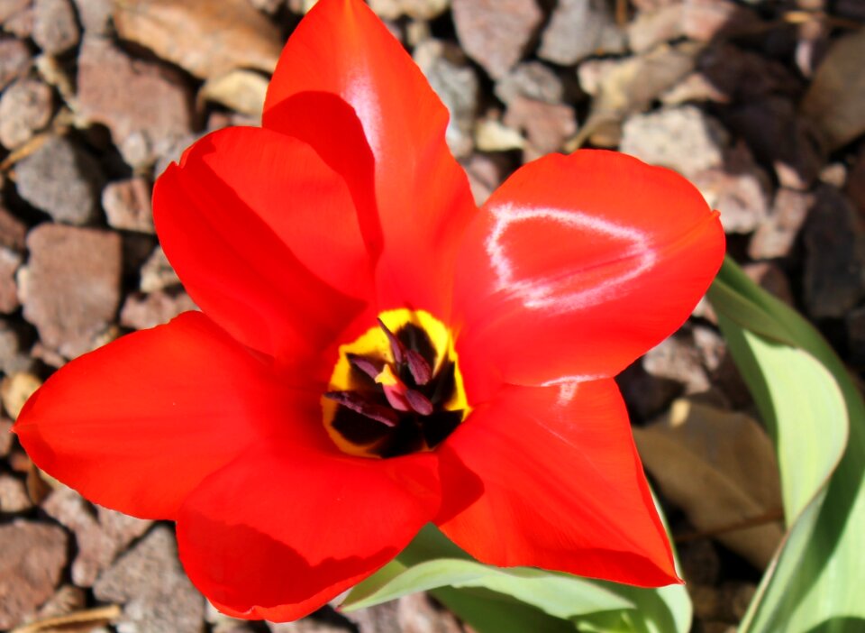Spring bloom petal