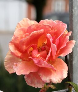 Flower carnation close up
