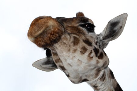 Head portrait mammal photo