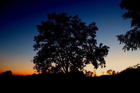 Tree silhouette sky nature photo