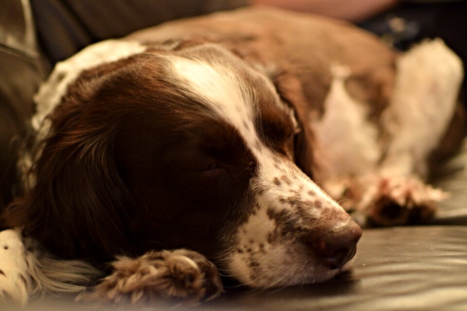 Sleeping pet animal